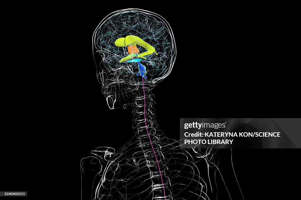 Human brain with colored ventricles, illustration