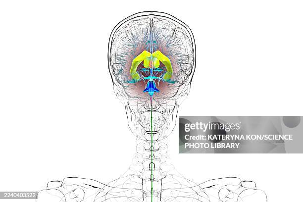 human brain with colored ventricles, illustration - lateral flow test stock illustrations