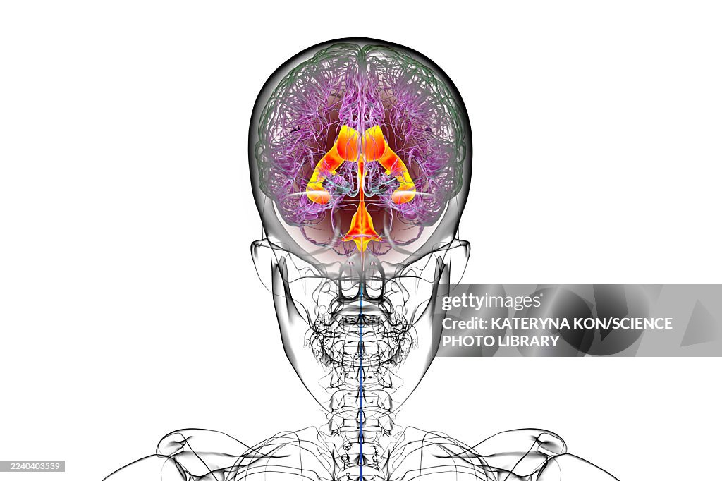 Ventricular system of the brain, illustration