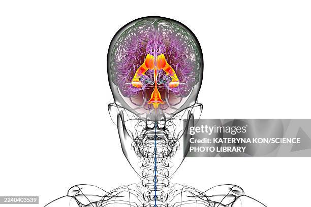 ventricular system of the brain, illustration - lateral flow test stock illustrations