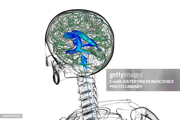 ventricular system of the brain, illustration - lateral flow test stock illustrations