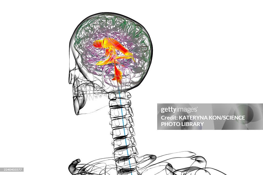 Ventricular system of the brain, illustration