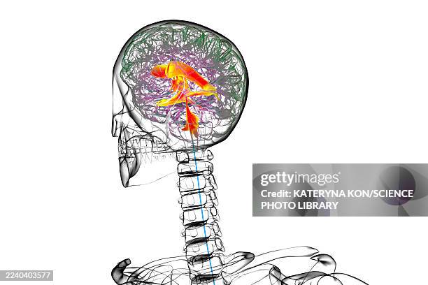 ventricular system of the brain, illustration - lateral flow test stock illustrations