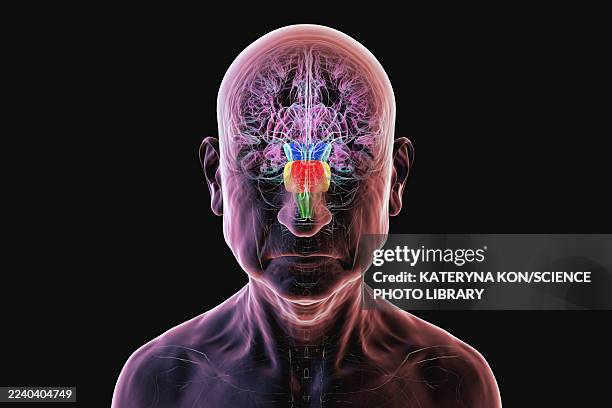 brainstem highlighted in human brain, illustration - peripheral nervous system stock illustrations