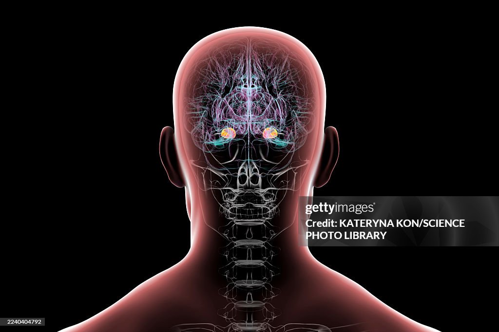 Human brain with highlighted amygdala, illustration