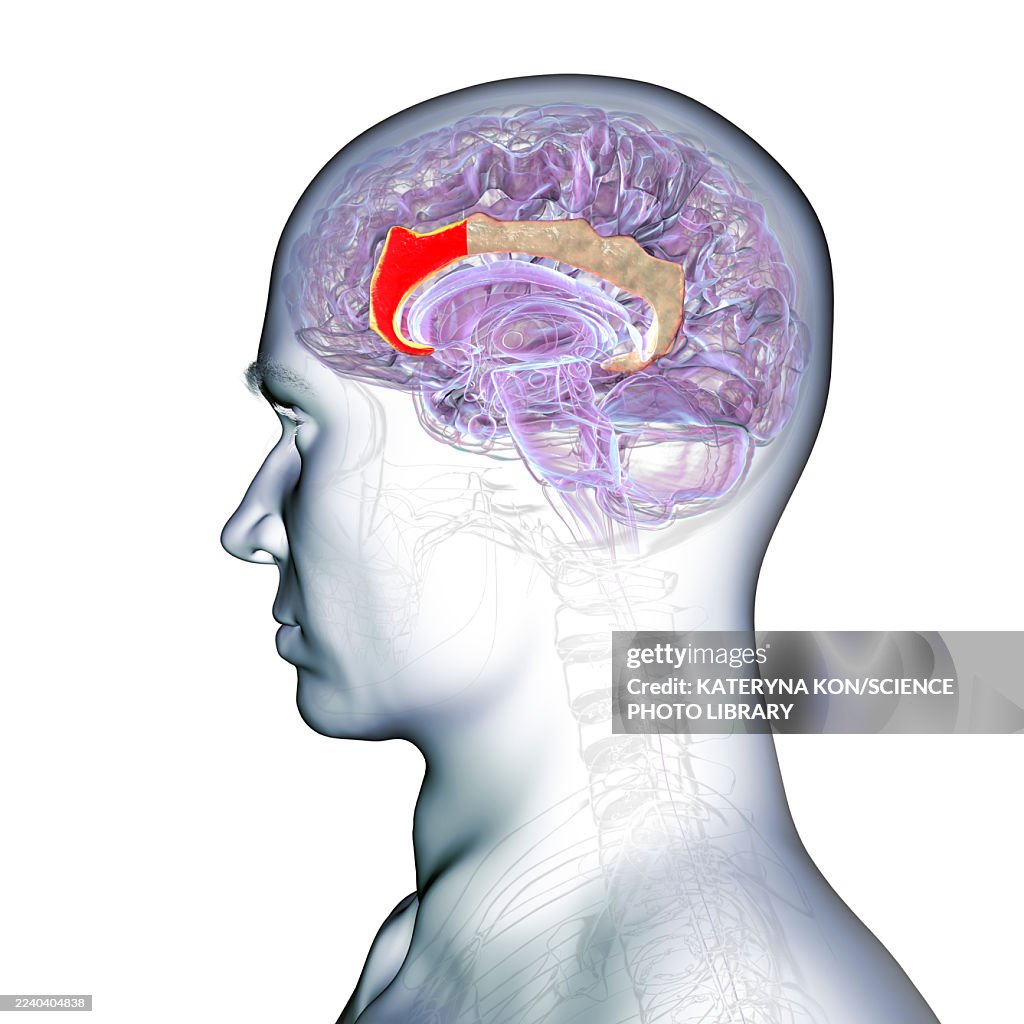 Anterior cingulate cortex in human brain, illustration