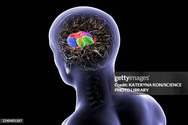 basal ganglia in human brain, illustration - 3d model man stock illustrations