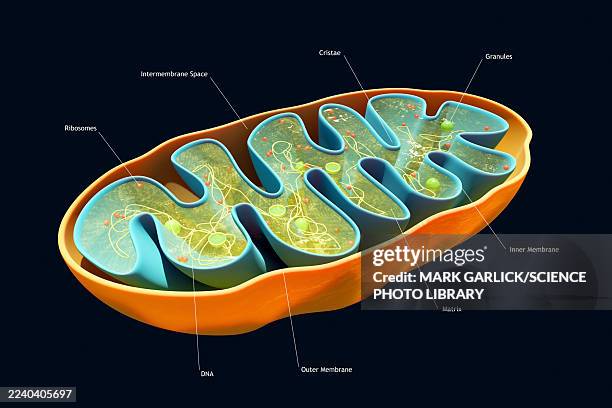 ilustrações de stock, clip art, desenhos animados e ícones de cross-section of a mitochondrion - ribossomo