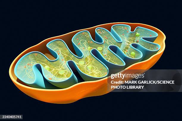 ilustrações de stock, clip art, desenhos animados e ícones de cross-section of a mitochondrion - ribossomo