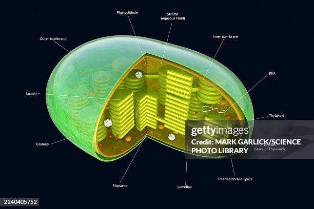 ilustrações de stock, clip art, desenhos animados e ícones de cross-section of a chloroplast - ribossomo