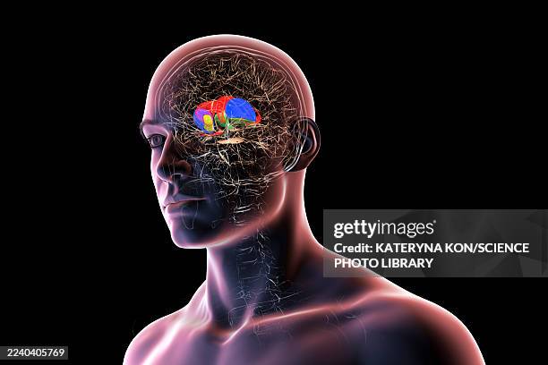 basal ganglia in human brain, illustration - relay stock illustrations