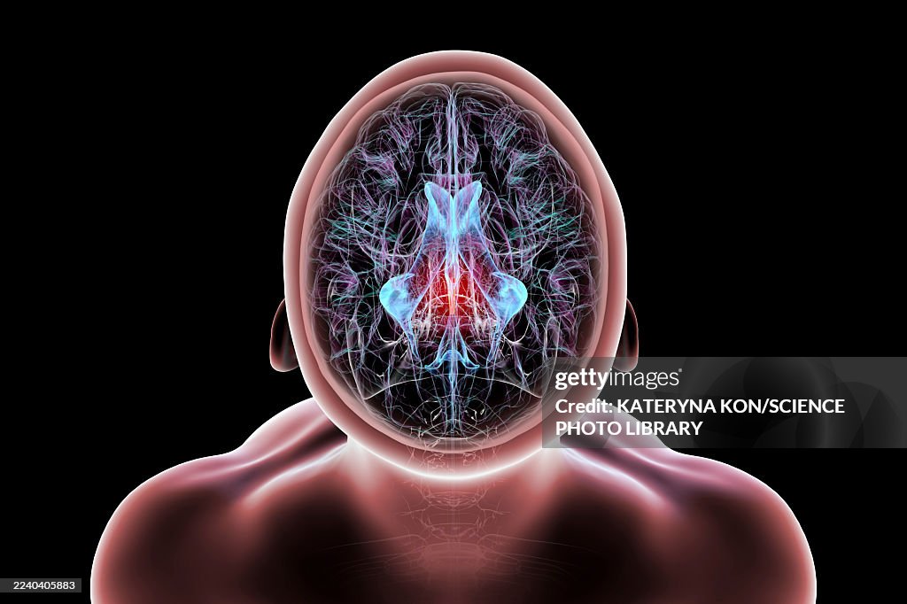 Cerebral aqueduct and ventricles, illustration