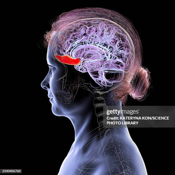 human brain with highlighted gyrus rectus, illustration - lobe stock illustrations