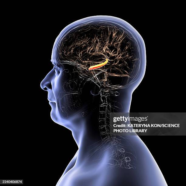 hippocampus in human brain, illustration - plasticité neuronale photos et images de collection