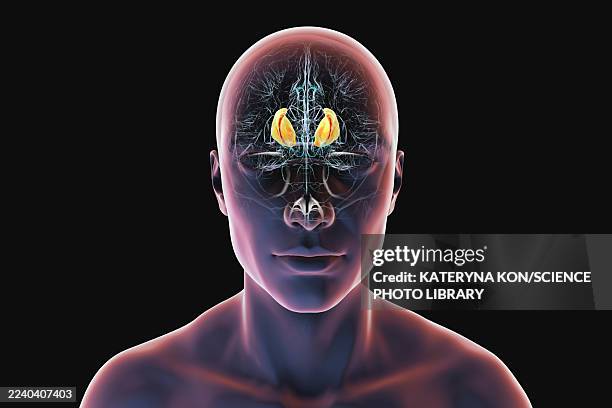 internal capsule in human brain, illustration - stroke symptoms man stock illustrations