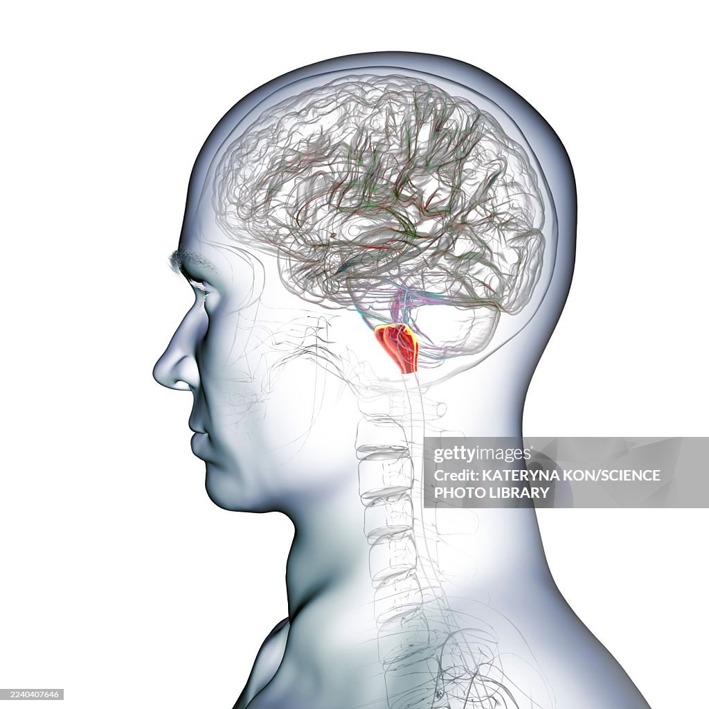Medulla oblongata highlighted in human brain, illustration