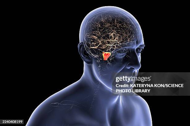 medulla oblongata highlighted in human brain, illustration - peripheral nervous system stock illustrations