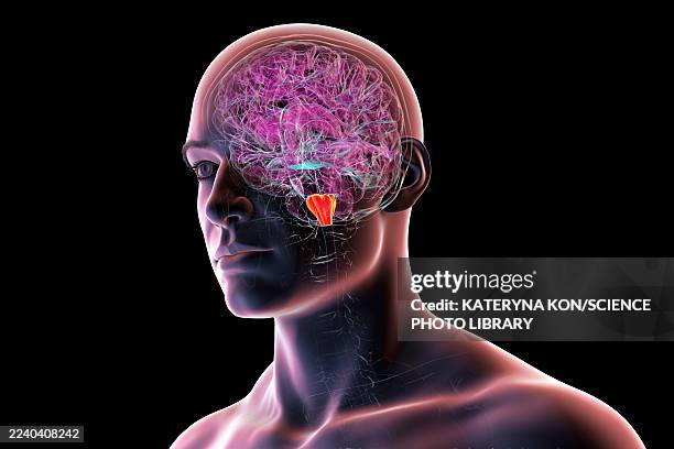 medulla oblongata highlighted in human brain, illustration - peripheral nervous system stock illustrations