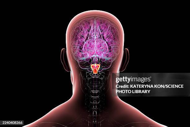 medulla oblongata highlighted in human brain, illustration - peripheral nervous system stock illustrations