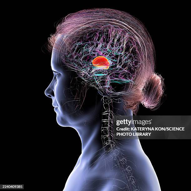 human brain with highlighted thalamus, illustration - relay stock illustrations