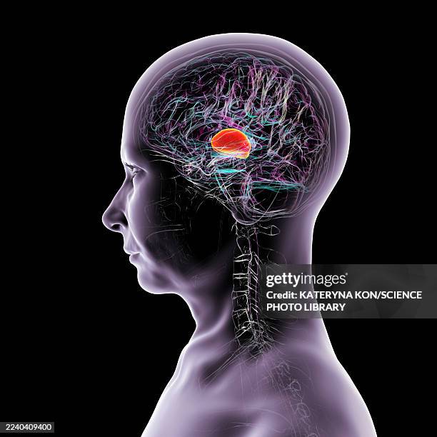 human brain with highlighted thalamus, illustration - relay stock illustrations