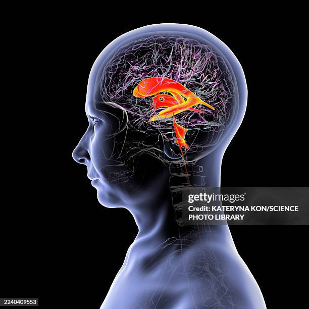 ventricular system of brain, illustration - lateral flow test stock illustrations