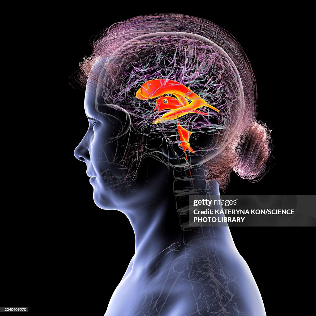 Ventricular system of brain, illustration