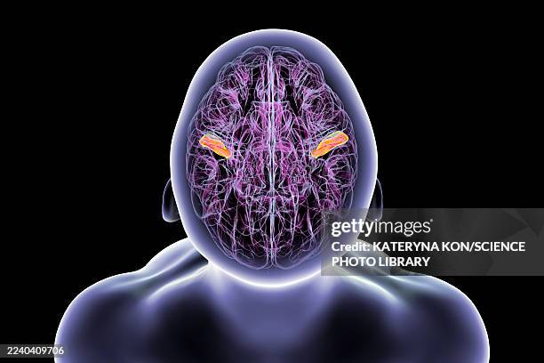 brain with highlighted transverse temporal gyri, illustration - language processing stock illustrations