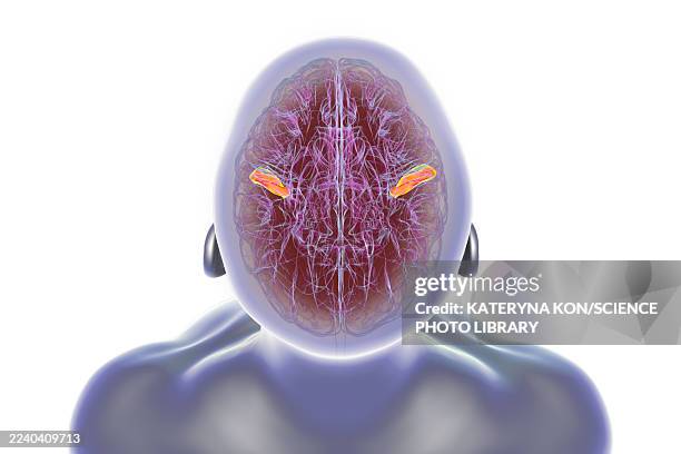 97 Normal Arterial Anatomy Of The Brain Stock Photos, High-Res Pictures ...