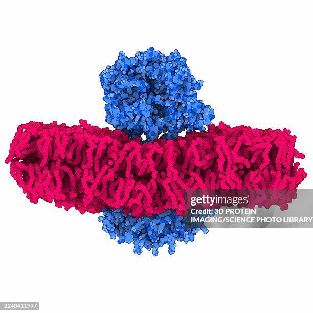 structure of the mouse piezo1 ion channel inside a membrane, illustration - ion channels stock illustrations