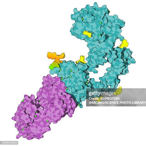 egfr extracellular domain bound to cetuximab fab, illustration - cell therapy stock illustrations