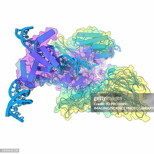 mouse rag1-2 complex bound to dna for v(d)j recombination, illustration - electron microscope stock illustrations