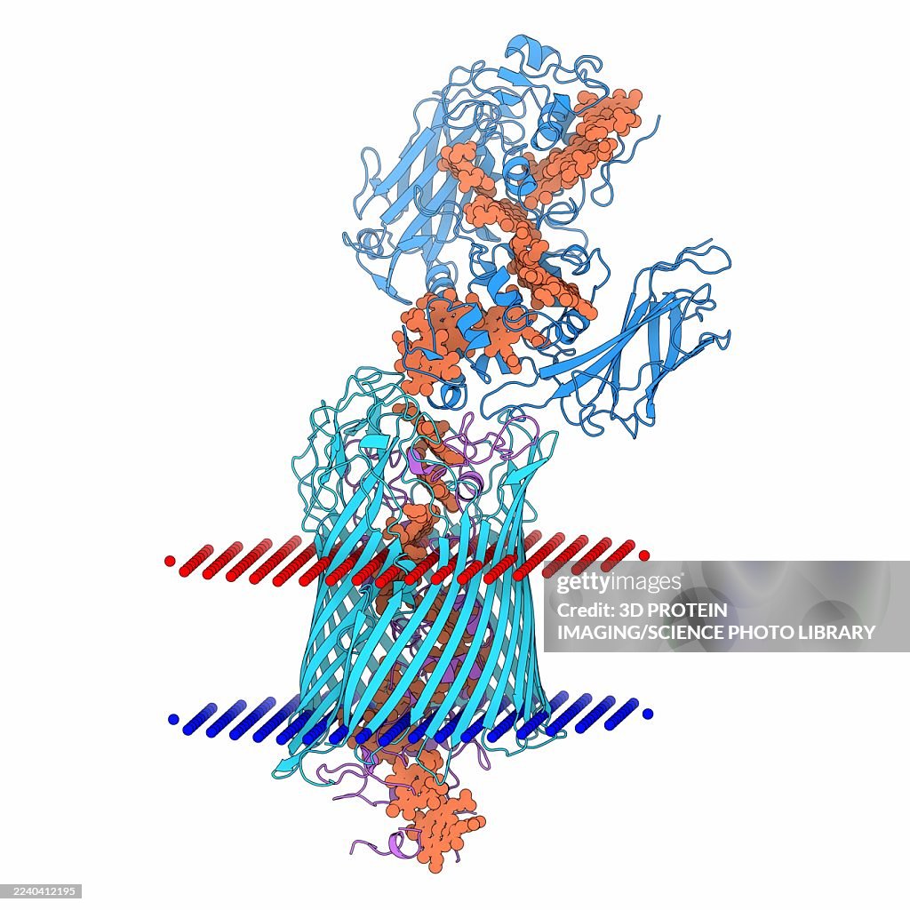 MtrAB complex from Shewanella baltica, illustration