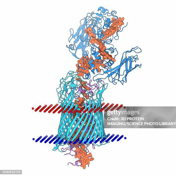 Mtrab Complex From Shewanella Baltica Illustration High-Res Vector Graphic