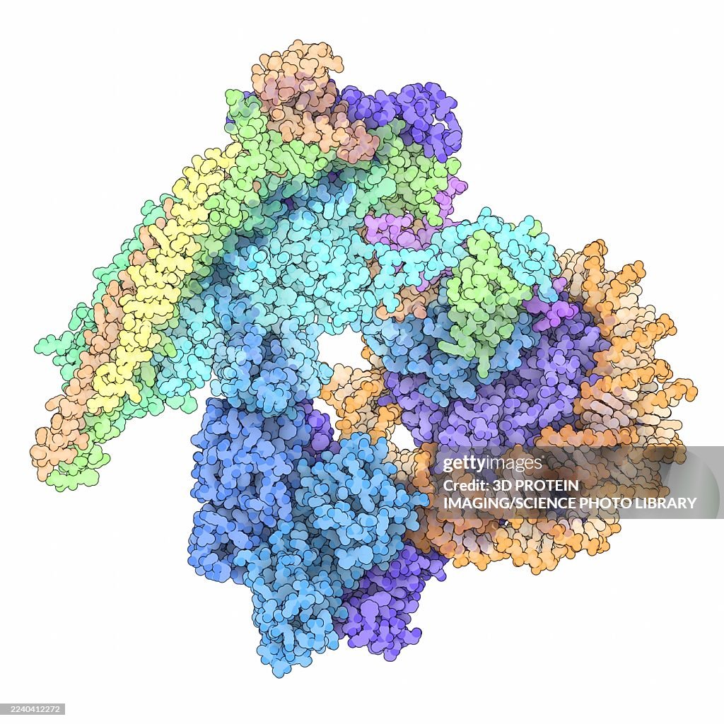 Nucleosome-bound human BAF complex, illustration