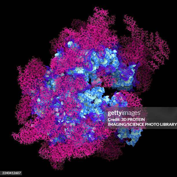 ilustrações de stock, clip art, desenhos animados e ícones de human 55s mitochondrial ribosome recycling complex, illustration - ribossomo