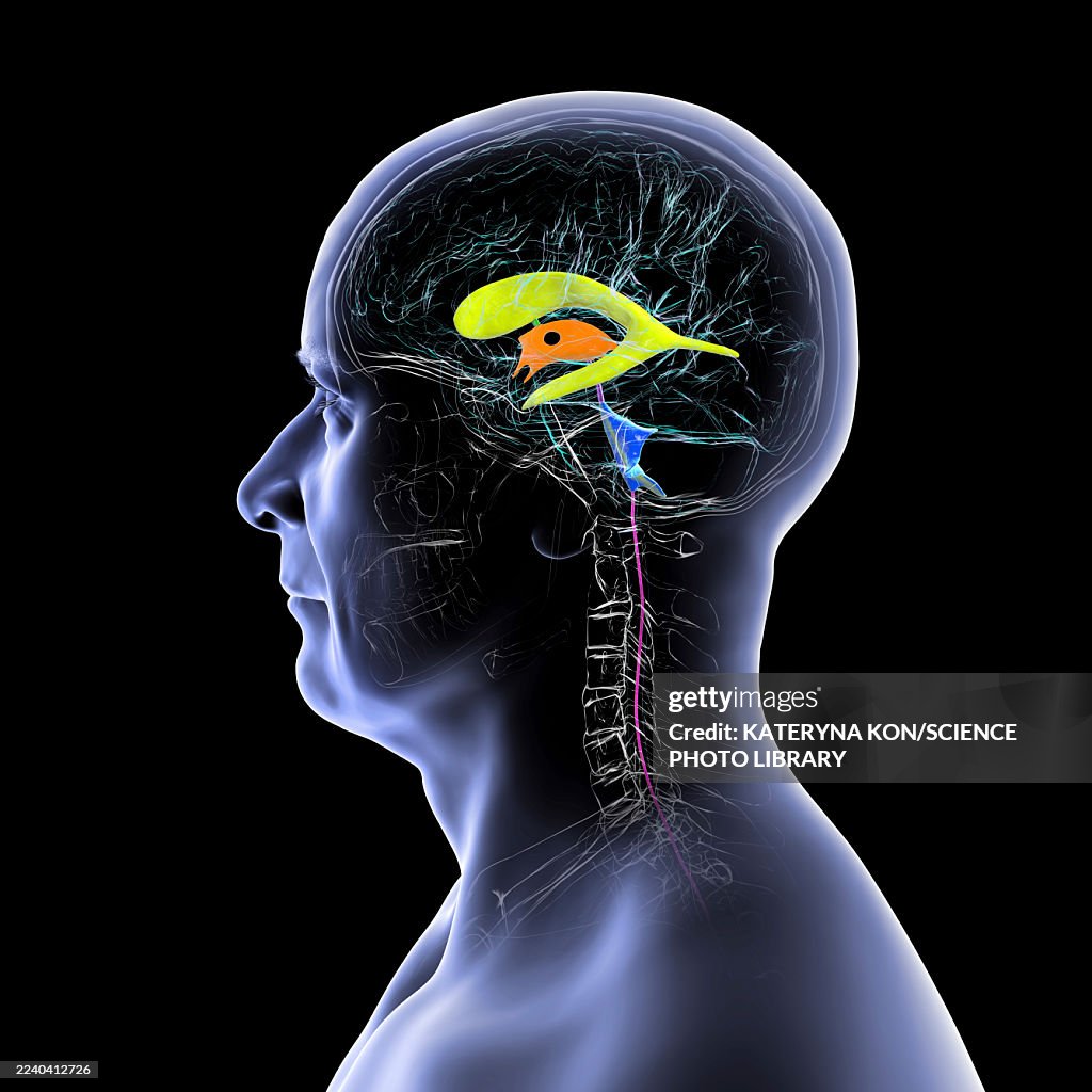 Human brain with highlighted ventricles, illustration