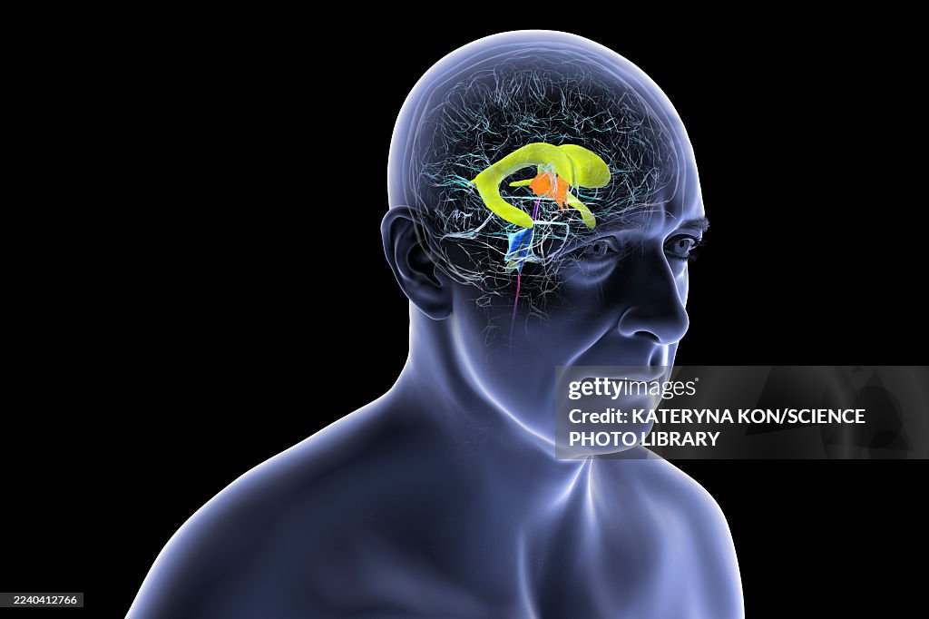 Human brain with highlighted ventricles, illustration