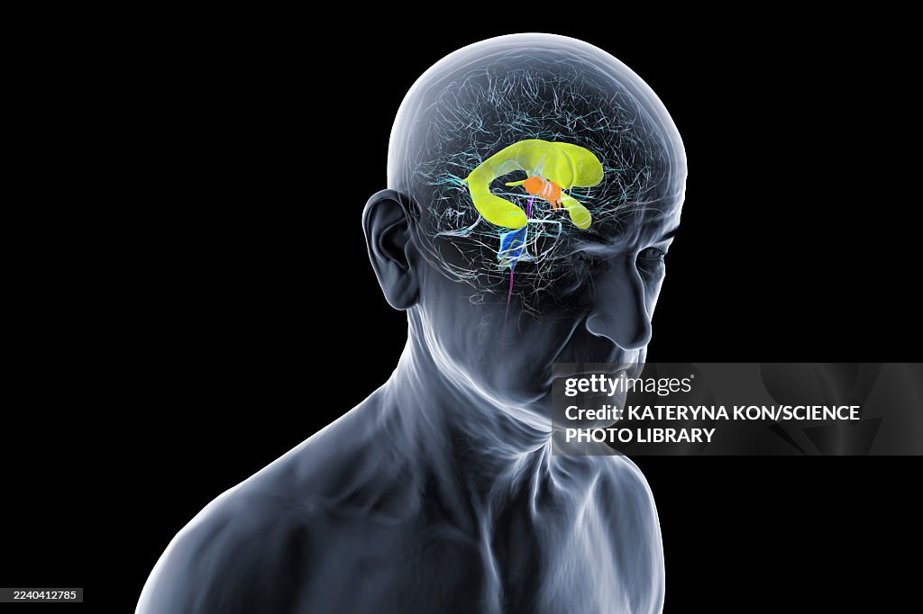 Human brain with highlighted ventricles, illustration