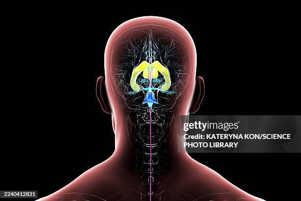 human brain with highlighted ventricles, illustration - lateral flow test stock illustrations