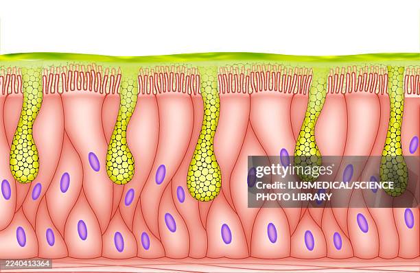 epithelial mucosa of the bronchial tree, illustration - goblet cell stock illustrations