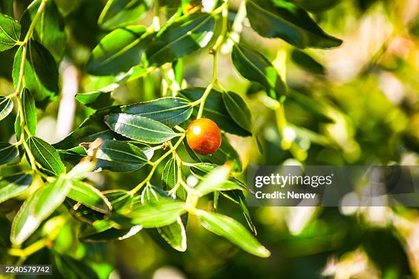 close-up of a jojoba tree - jojoba stock pictures, royalty-free photos & images