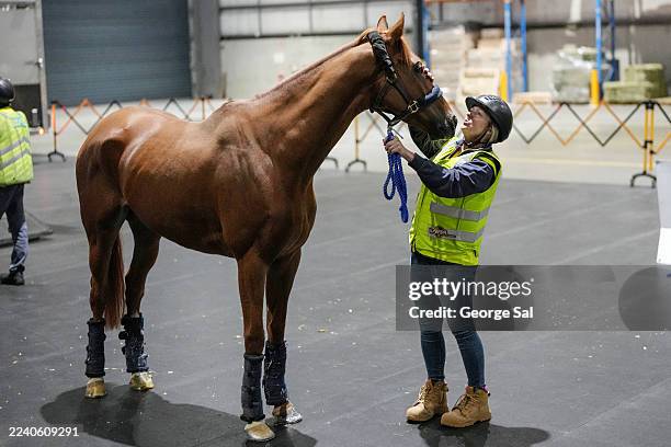 International horse Flatten The Curve arrives at Tullamarine Airport on October 15, 2025 in Melbourne, Australia.