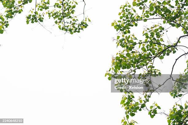 new leaves under spring sunshine macro shot:sapium sebiferum - ast pflanzenbestandteil stock-fotos und bilder