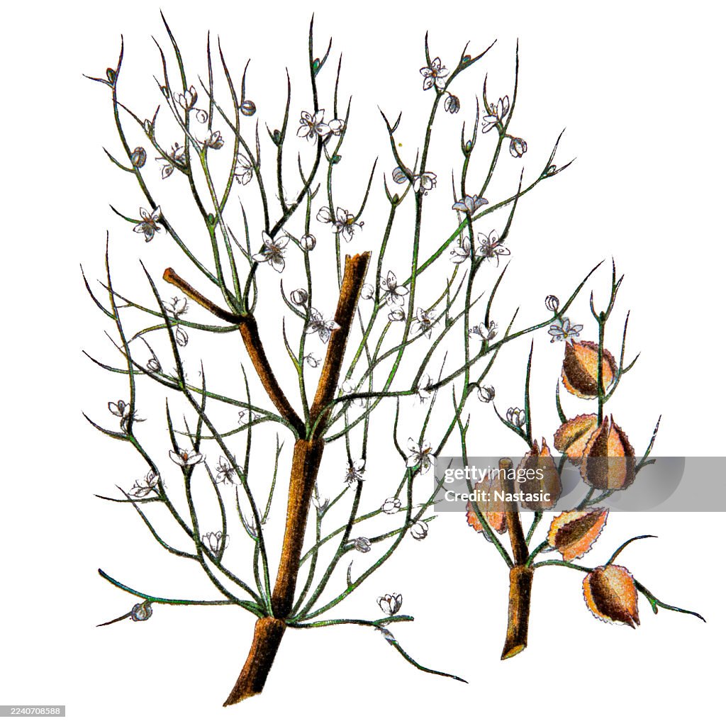 Pterococcus is a section of the genus Calligonum, which are desert shrubs in the Polygonaceae family
