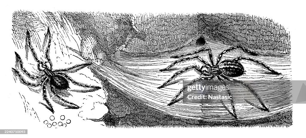 House spider (Tegenaria domestica)