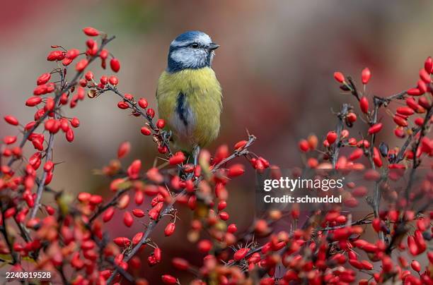 blue tit in autumn - titmouse stock pictures, royalty-free photos & images