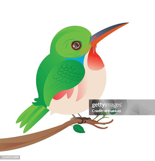 cuban tody (todus multicolor) - todidae stock illustrations