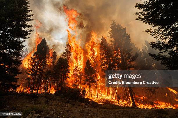 burning trees during a wildfire - waldbrand stock-fotos und bilder