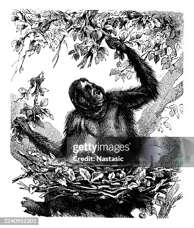 Orangutan (Pongo satyrus) Orangutan (Pongo satyrus)